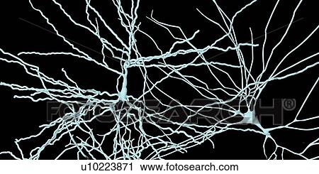 Stock Image - Pyramidal neurons. Illustration of pyramidal nerve cells from the cerebral cortex of the brain. Pyramidal cells are so named for their triangular cell bodies. Each cell body has numerous processes (dendrites) that collect and transmit information from.... Fotosearch
