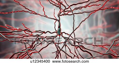 Stock Image - Pyramidal neurons. Illustration of pyramidal nerve cells from the cerebral cortex of the brain. Pyramidal cells are so named for their triangular cell bodies. Each cell body has numerous processes (dendrites) that collect and transmit information from.... Fotosearch