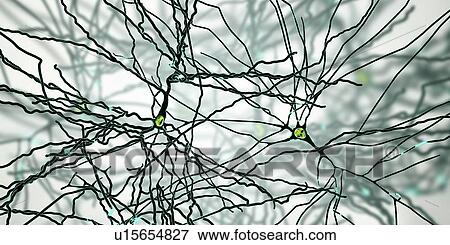 Stock Photo - Pyramidal neurons. Illustration of pyramidal nerve cells from the cerebral cortex of the brain. Pyramidal cells are so named for their triangular cell bodies. Each cell body has numerous processes (dendrites) that collect and transmit information from.... Fotosearch