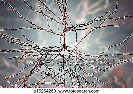 Stock Photo - Pyramidal neurons. Illustration of pyramidal nerve cells from the cerebral cortex of the brain. Pyramidal cells are so named for their triangular cell bodies. Each cell body has numerous processes (dendrites) that collect and transmit information from.... Fotosearch