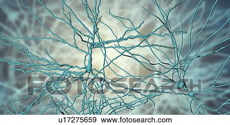 Stock Photo - Pyramidal neurons. Illustration of pyramidal nerve cells from the cerebral cortex of the brain. Pyramidal cells are so named for their triangular cell bodies. Each cell body has numerous processes (dendrites) that collect and transmit information from.... Fotosearch