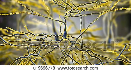 Stock Photo - Pyramidal neurons. Illustration of pyramidal nerve cells from the cerebral cortex of the brain. Pyramidal cells are so named for their triangular cell bodies. Each cell body has numerous processes (dendrites) that collect and transmit information from.... Fotosearch