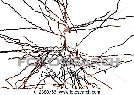 Stock Photograph - Pyramidal neurons. Illustration of pyramidal nerve cells from the cerebral cortex of the brain. Pyramidal cells are so named for their triangular cell bodies. Each cell body has numerous processes (dendrites) that collect and transmit information from.... Fotosearch