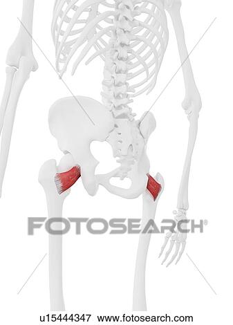 Stock Photo - Quadratus femoris muscle, computer illustration.. Fotosearch