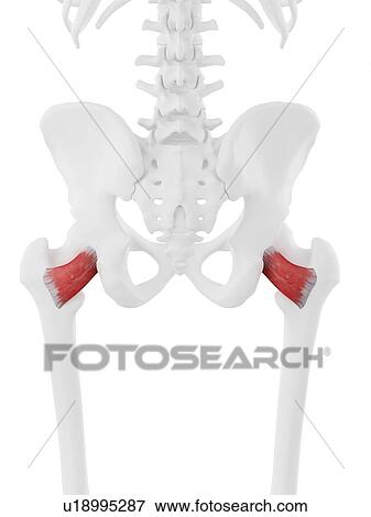 Quadratus femoris muscle, computer illustration. View Large Photo Image Stock Photo - Quadratus femoris muscle, computer illustration.. Fotosearch