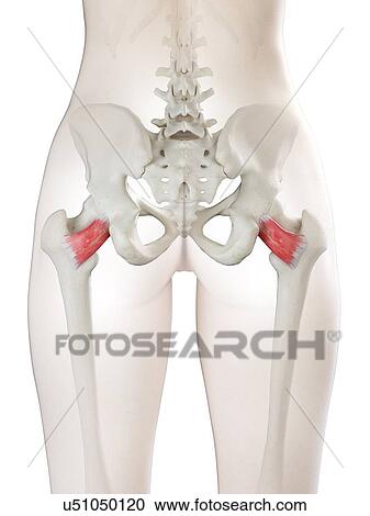 Quadratus femoris muscle, illustration View Large Photo Image Stock Image - Quadratus femoris muscle, illustration. Fotosearch