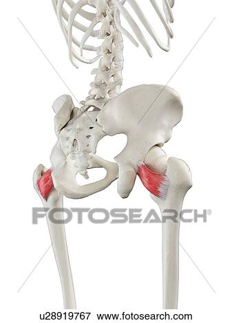 Stock Photo - Quadratus femoris muscle, illustration. Fotosearch