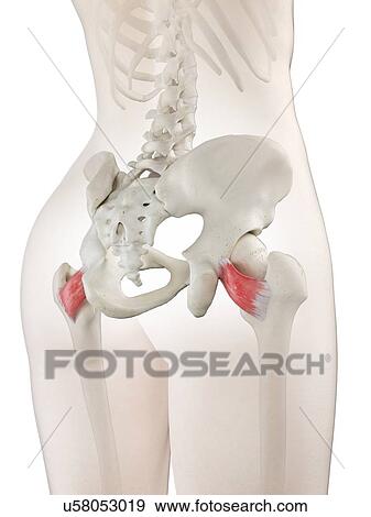 Stock Photo - Quadratus femoris muscle, illustration. Fotosearch