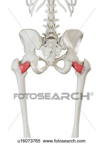 Stock Photography - Quadratus femoris muscle, illustration. Fotosearch