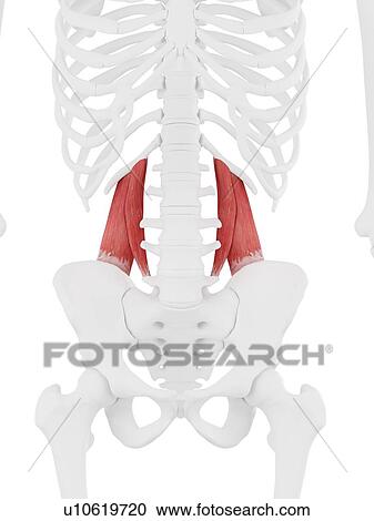 Quadratus lumborum muscle, computer illustration. View Large Photo Image Stock Image - Quadratus lumborum muscle, computer illustration.. Fotosearch