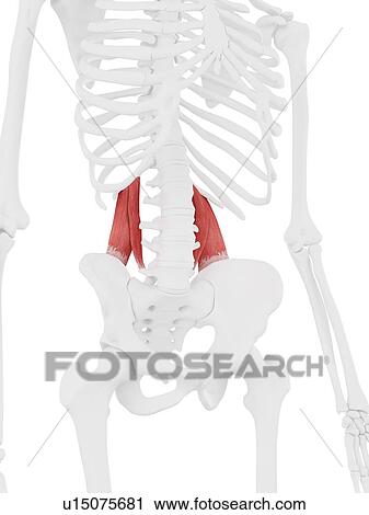 Quadratus lumborum muscle, computer illustration. View Large Photo Image Stock Image - Quadratus lumborum muscle, computer illustration.. Fotosearch