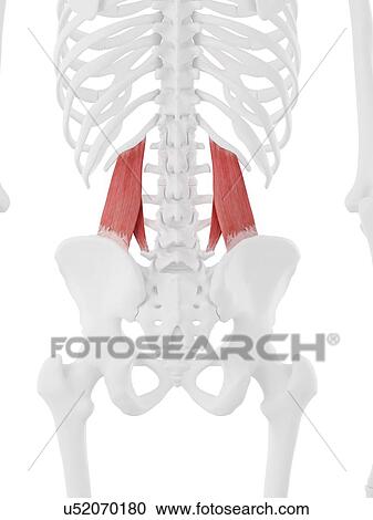 Quadratus lumborum muscle, computer illustration. View Large Photo Image Stock Image - Quadratus lumborum muscle, computer illustration.. Fotosearch