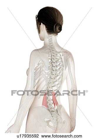 Quadratus lumborum muscle, illustration View Large Photo Image Stock Image - Quadratus lumborum muscle, illustration. Fotosearch