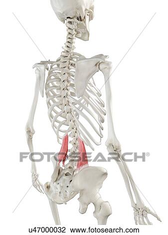 Stock Image - Quadratus lumborum muscle, illustration. Fotosearch