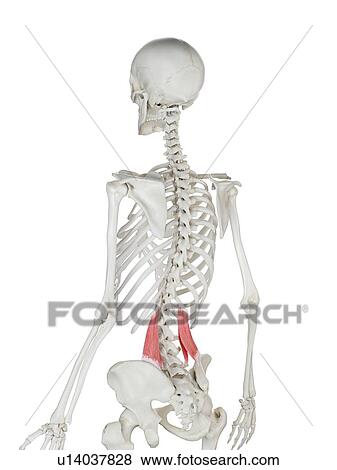 Quadratus lumborum muscle, illustration View Large Photo Image Stock Photo - Quadratus lumborum muscle, illustration. Fotosearch