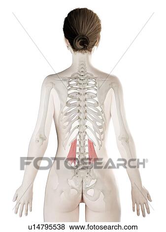 Quadratus lumborum muscle, illustration View Large Photo Image Stock Photo - Quadratus lumborum muscle, illustration. Fotosearch