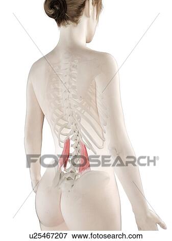 Quadratus lumborum muscle, illustration View Large Photo Image Stock Photo - Quadratus lumborum muscle, illustration. Fotosearch