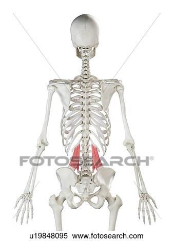 Quadratus lumborum muscle, illustration View Large Photo Image Stock Photography - Quadratus lumborum muscle, illustration. Fotosearch