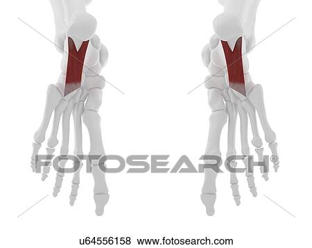 Quadratus plantae muscle, computer illustration. View Large Photo Image Stock Photo - Quadratus plantae muscle, computer illustration.. Fotosearch