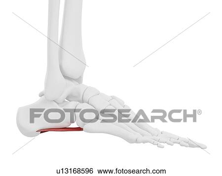 Quadratus plantae muscle, computer illustration. View Large Photo Image Stock Photograph - Quadratus plantae muscle, computer illustration.. Fotosearch