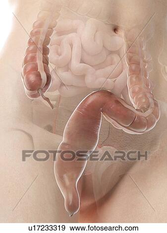 Stock Photo - Rectum, illustration. Fotosearch
