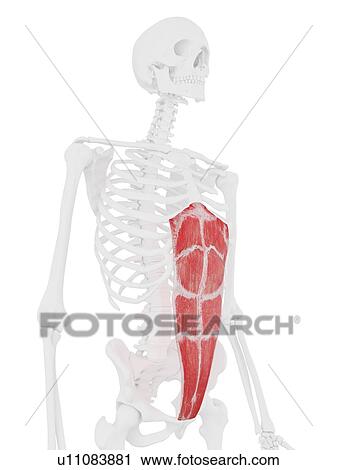 Stock Image - Rectus abdominis muscle, computer illustration.. Fotosearch