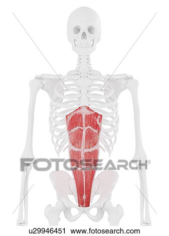 Rectus abdominis muscle, computer illustration. View Large Photo Image Stock Image - Rectus abdominis muscle, computer illustration.. Fotosearch