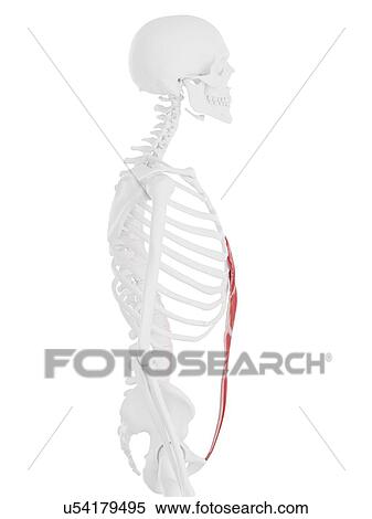 Stock Photography - Rectus abdominis muscle, computer illustration.. Fotosearch
