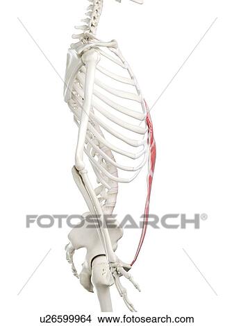 Picture - Rectus abdominis muscle, illustration. Fotosearch