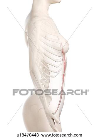 Rectus abdominis muscle, illustration View Large Photo Image Stock Image - Rectus abdominis muscle, illustration. Fotosearch