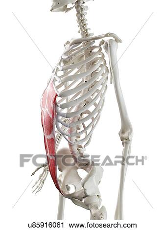 Stock Image - Rectus abdominis muscle, illustration. Fotosearch
