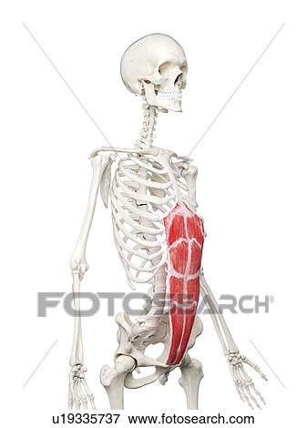 Rectus abdominis muscle, illustration View Large Photo Image Stock Photo - Rectus abdominis muscle, illustration. Fotosearch