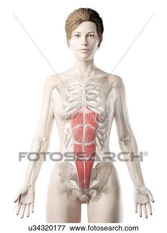 Stock Photo - Rectus abdominis muscle, illustration. Fotosearch