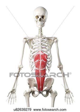 Stock Photo - Rectus abdominis muscle, illustration. Fotosearch