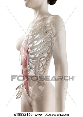 Stock Photograph - Rectus abdominis muscle, illustration. Fotosearch