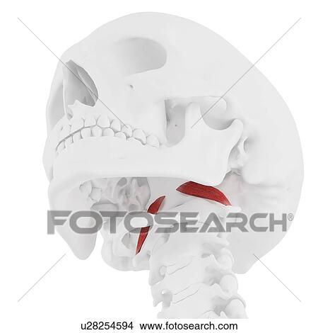 Rectus capitis anterior muscle, computer illustration. View Large Photo Image Picture - Rectus capitis anterior muscle, computer illustration.. Fotosearch