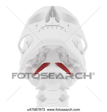 Rectus capitis anterior muscle, computer illustration. View Large Photo Image Stock Image - Rectus capitis anterior muscle, computer illustration.. Fotosearch