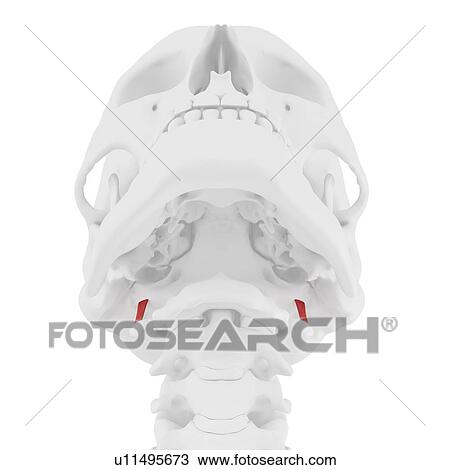 Rectus capitis lateralis muscle, computer illustration. View Large Photo Image Stock Image - Rectus capitis lateralis muscle, computer illustration.. Fotosearch