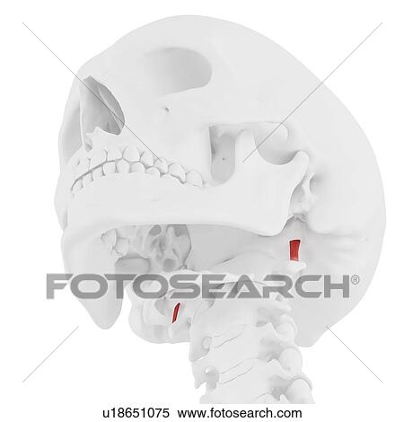 Rectus capitis lateralis muscle, computer illustration. View Large Photo Image Stock Photography - Rectus capitis lateralis muscle, computer illustration.. Fotosearch