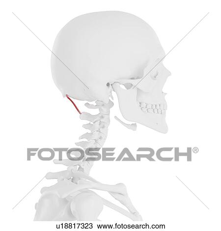 Stock Image - Rectus capitis posterior major muscle, computer illustration.. Fotosearch
