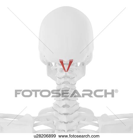 Stock Photo - Rectus capitis posterior major muscle, computer illustration.. Fotosearch