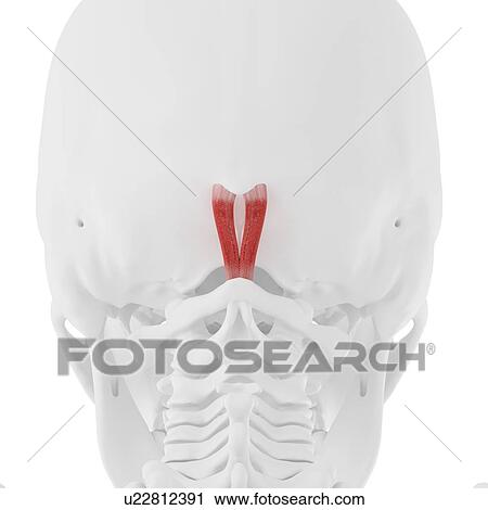 Stock Image - Rectus capitis posterior minor muscle, computer illustration.. Fotosearch