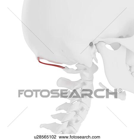 Stock Image - Rectus capitis posterior minor muscle, computer illustration.. Fotosearch