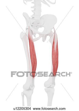 Picture - Rectus femoris muscle, computer illustration.. Fotosearch