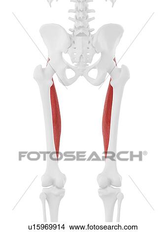 Rectus femoris muscle, computer illustration. View Large Photo Image Picture - Rectus femoris muscle, computer illustration.. Fotosearch