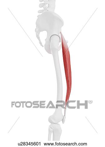 Rectus femoris muscle, computer illustration. View Large Photo Image Stock Image - Rectus femoris muscle, computer illustration.. Fotosearch