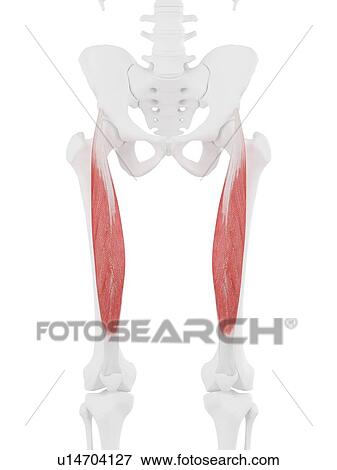 Rectus femoris muscle, computer illustration. View Large Photo Image Stock Photo - Rectus femoris muscle, computer illustration.. Fotosearch