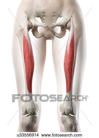 Picture - Rectus femoris muscle, illustration. Fotosearch