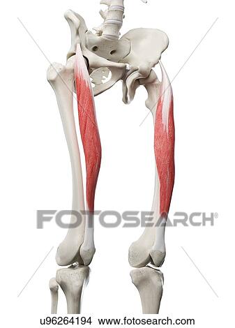 Picture - Rectus femoris muscle, illustration. Fotosearch