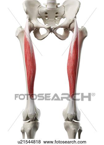 Rectus femoris muscle, illustration View Large Photo Image Stock Photo - Rectus femoris muscle, illustration. Fotosearch